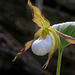 Mountain Lady's Slipper