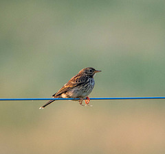 Meadow pipit