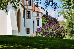 Stark duftender Fliederbusch am Schloss