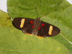 116 Melanis electron (Electron Pixie)