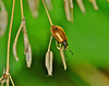 Darkling Beetle. Lagria hirta