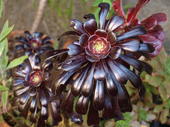 P5018333