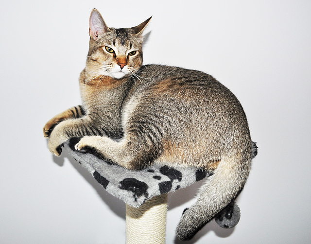 Jungle Curl male 6 mois Jungle Curl male 6 mois