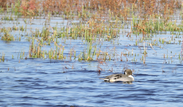 Northern Pintail