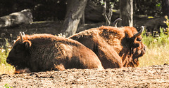 20190822 5463CPw [D~H] Wisent, Wisentgehege, Springe