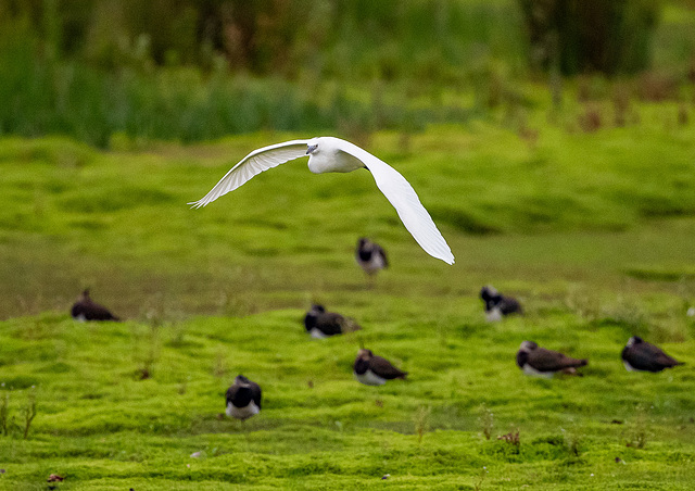 Little egret