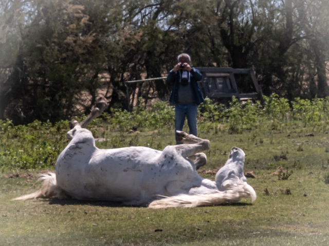 Camargue - manade Raynaud