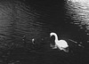 Supermarket Trolley and Mute Swan