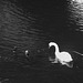 Supermarket Trolley and Mute Swan