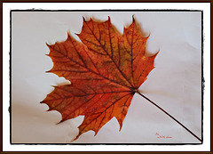 Spitzahorn-Blatt herbstlich verfärbt Spitzahorn-Blatt herbstlich verfärbt