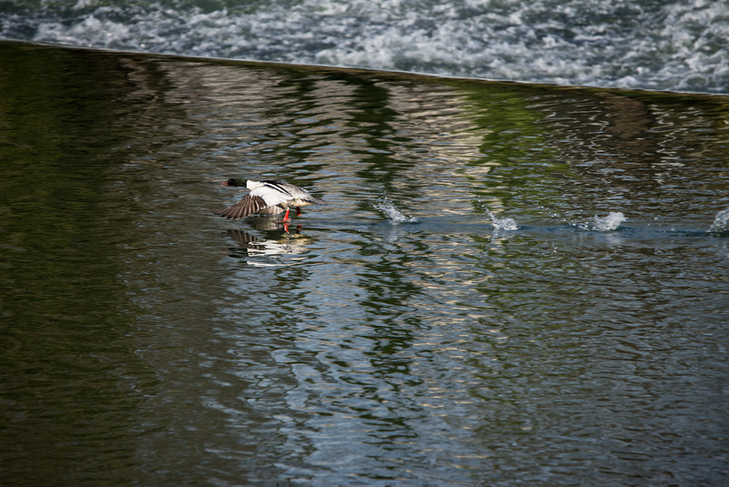 BESANCON: Un Harle Bièvre femme (Mergus merganser). 03