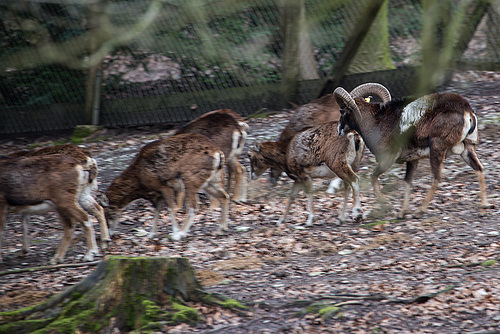 20160303 0174VRAw [D~BI] Mufflon (Ovis orientalis), Tierpark Olderdissen, Bielefeld