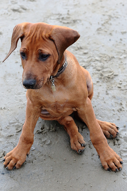 IMG 9050 RhodesianRidgebackPuppy dpp