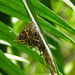 Humminbird nest, Tobago, Day 2