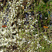 Dagpauwoog en Gehakkelde aurelia zonnend en voedend op Prunus bloesem na overwintering