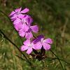 Dianthus carthusianorum