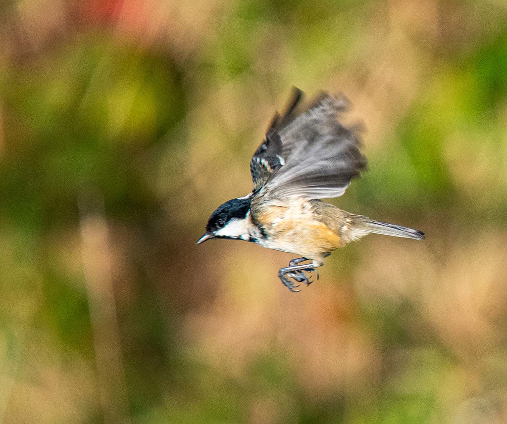Coal tit