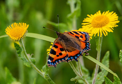 Tortoishell butterfly