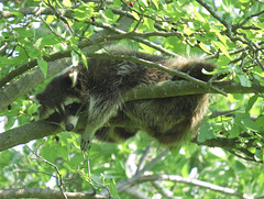 Raccoon resting in a tree