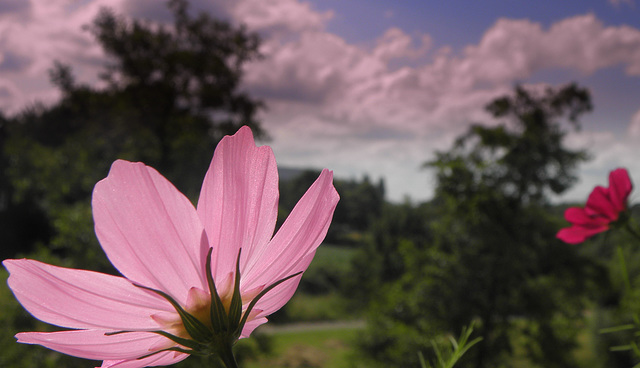 Cosmea  (Cosmos) Bipinatis