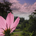 Cosmea  (Cosmos) Bipinatis