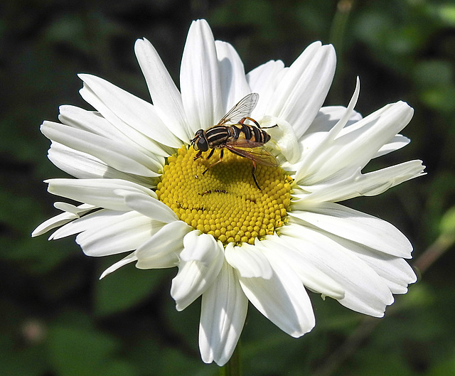 20210604 0377CPw [D~LIP] Sumpf-Schwebfliege (Helophilus pendulus), Wiesen-Margerite (Leucanthemum vulgare agg), Bad Salzuflen