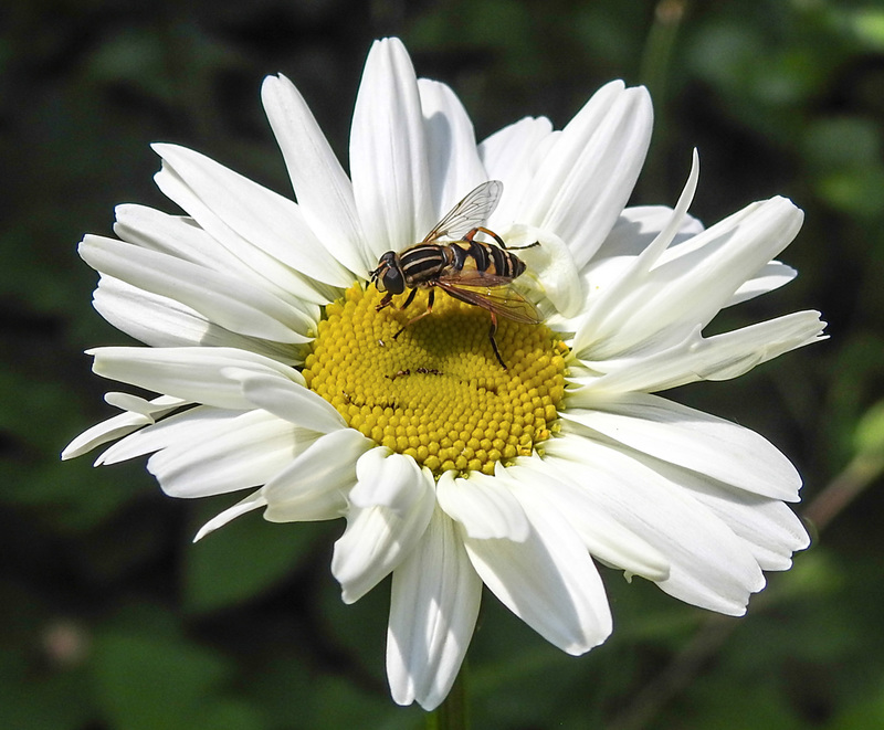 20210604 0377CPw [D~LIP] Sumpf-Schwebfliege (Helophilus pendulus), Wiesen-Margerite (Leucanthemum vulgare agg), Bad Salzuflen