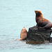 Alaska, Sea Lions on a Reef in the Valdez Arm