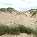 Nederland - Egmond aan Zee, Wimmenummerduinen