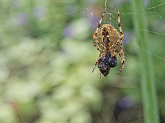 Garden Spider with Lunch