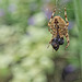 Garden Spider with Lunch