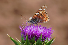 Ermattet vom langen Flug - Exhausted from the long flight Ermattet vom langen Flug - Exhausted from the long flight