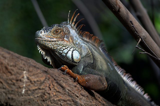 Iguane