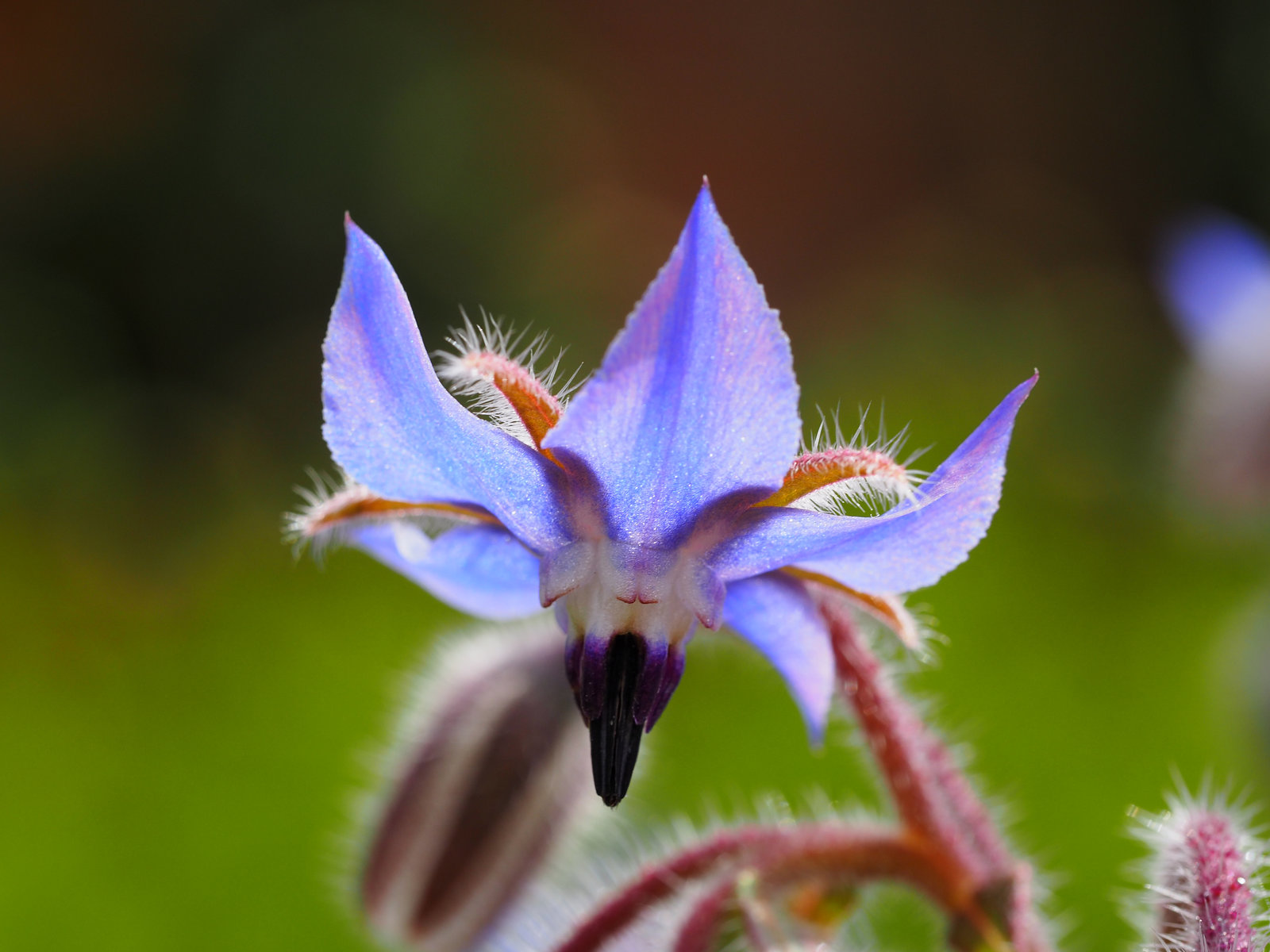 Borage