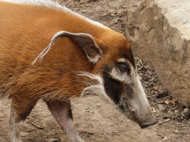 Red River Hog / Potamochoerus porcus