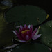 IMG 9277