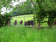 Sheep at Foxholes Farm