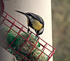 mésange charbonnière