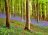 More Bluebells & Garlic.