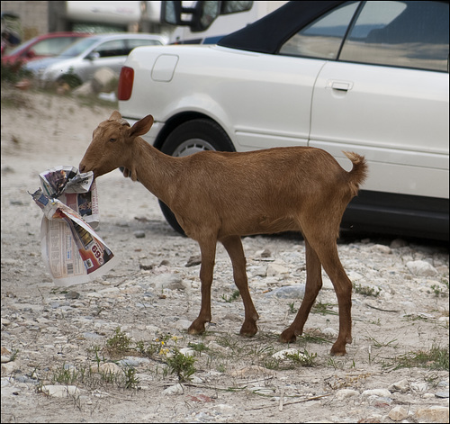 Newspaper kid