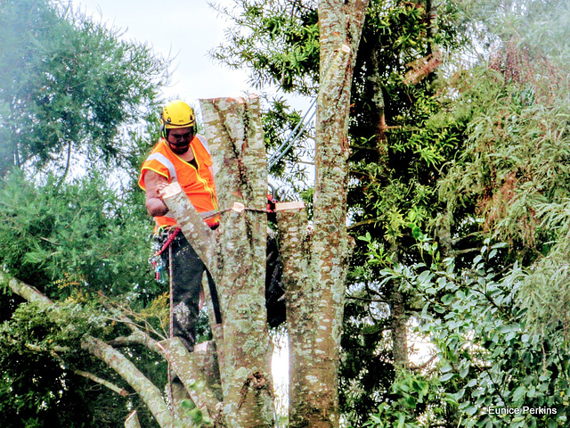 Tree Felling Tree Felling