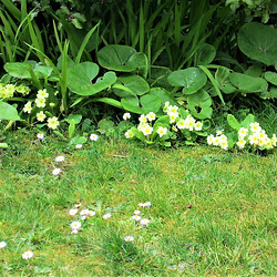 The grass needs cutting, but it's no hurry with the primroses there