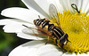 20210604 0378CPw [D~LIP] Sumpf-Schwebfliege (Helophilus pendulus), Wiesen-Margerite (Leucanthemum vulgare agg), Bad Salzuflen