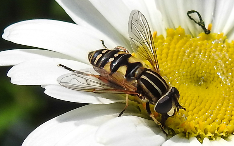 20210604 0378CPw [D~LIP] Sumpf-Schwebfliege (Helophilus pendulus), Wiesen-Margerite (Leucanthemum vulgare agg), Bad Salzuflen