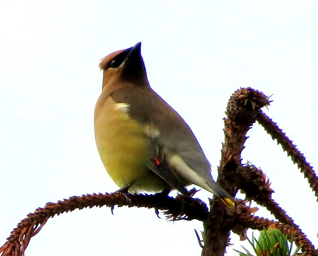 Cedar Waxwing