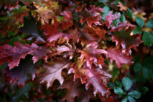 Herbstlaub