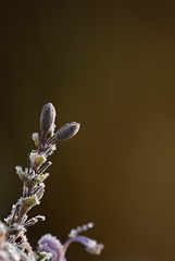 Rosée du matin ... entrain !