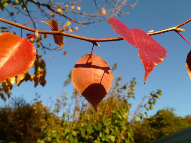 manchurian pear