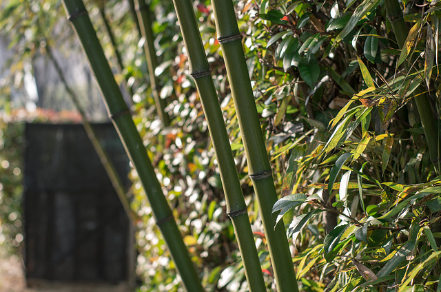 Hedge and bamboo