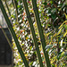 Hedge and bamboo